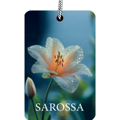 Kağıt Ortam Parfümü, Ortam Hava Temizleyici 30+ Gün Etkili Arabada Evde Ofiste The Most